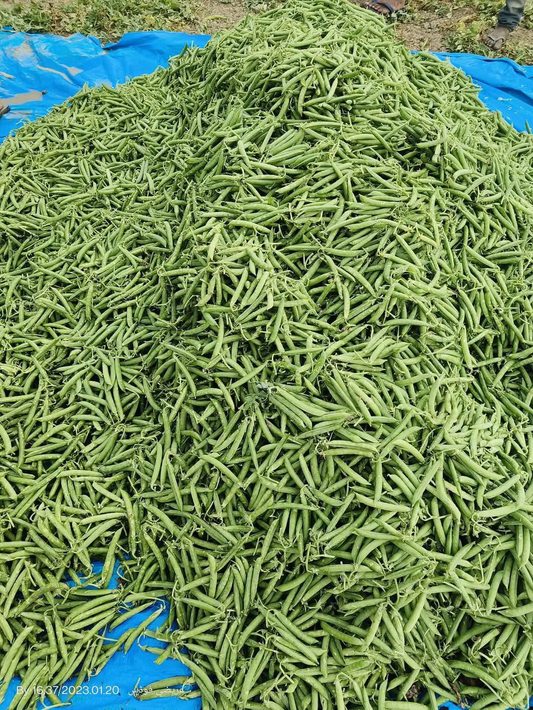 Fresh Peas