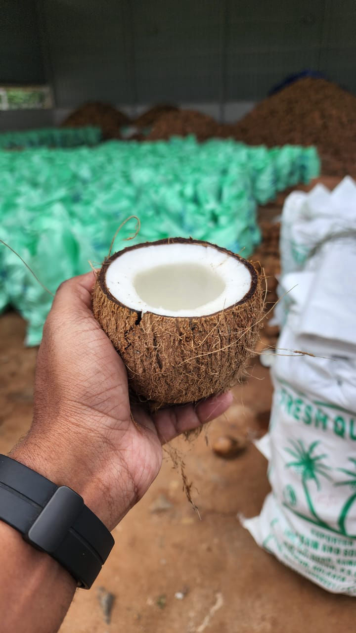 Coconut